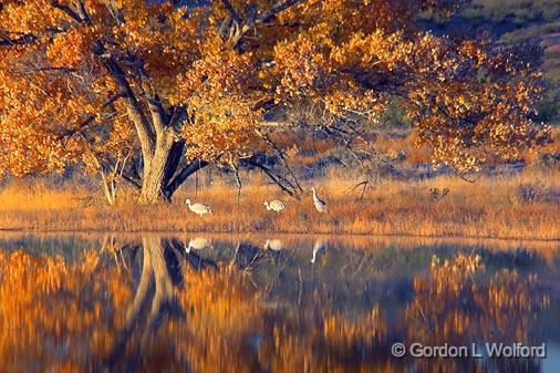 Bosque del Apache_73849.jpg - Three Sandhill Cranes (Grus canadensis) Grazing Along A Bank. Photographed in the Bosque del Apache National Wildlife Refuge near San Antonio, New Mexico USA. 